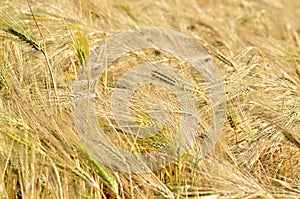 Field of grain