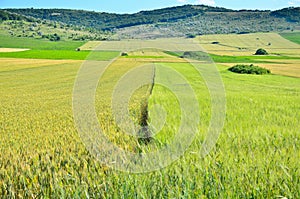 Field of grain