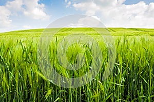 Field of grain