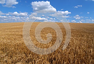 Field of grain