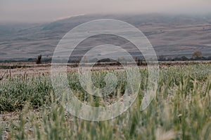 Field of grain in autumn at dawn. Dawn in autumn field. Hills in morning haze. Grass covered with autumn hoarfrost. Nature