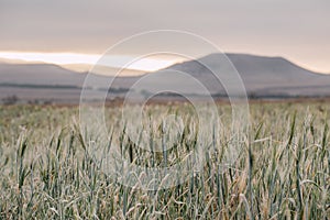 Field of grain in autumn at dawn. Dawn in autumn field. Hills in morning haze. Grass covered with autumn hoarfrost. Nature