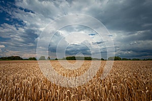 Field with grain and cloudy sky