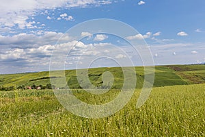 A field of grain in irpinia