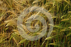 Field of grain pattern