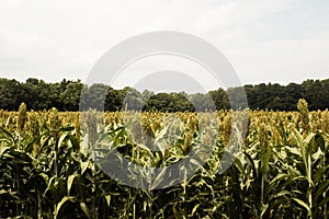 Field of Grain Sorghum