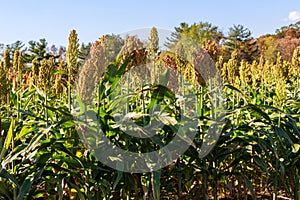 Field of Grain Sorghum