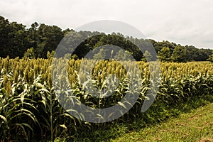 Field of Grain Sorghum Side View