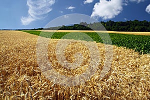 Field of grain in the summer