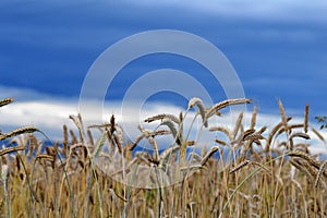 Field of grains in a angry sky