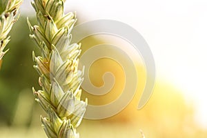 Field grains. Rye landscape harvest in sun day. Bread plant agriculture farm cereal crop in sunset. Wheat golden harvest