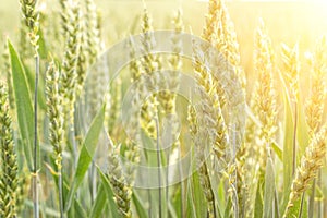 Field grains. Rye landscape harvest in sun day. Bread plant agriculture farm cereal crop in sunset. Wheat golden harvest