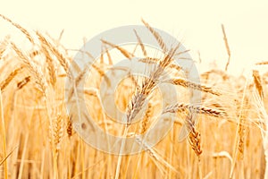 Field grains. Rye landscape harvest in sun day. Bread plant agriculture farm cereal crop in sunset. Wheat golden harvest