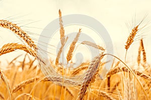Field grains. Rye landscape harvest in sun day. Bread plant agriculture farm cereal crop in sunset. Wheat golden harvest