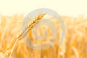 Field grains. Rye landscape harvest in sun day. Bread plant agriculture farm cereal crop in sunset. Wheat golden harvest