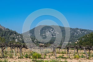 Field of grape vines early spring in Spain, mountains in the background