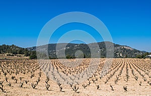 Field of grape vines early spring in Spain, mountains in the background