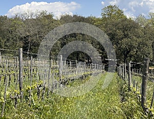 Field of grapes growing at Capanna Farm, situated to the north of Montalcino. photo