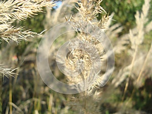 Field grass