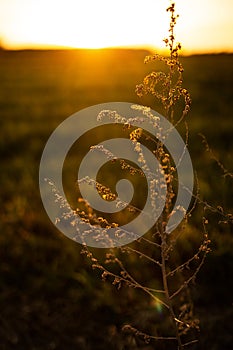 Field grass against the evening sky at sunset. Golden back light. Selective focus. Nature background. Copy space