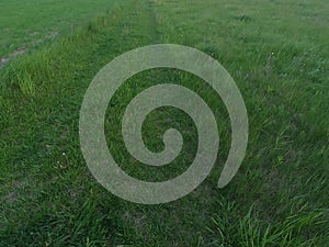 Field grass as a background. Steppe vegetation, greenery