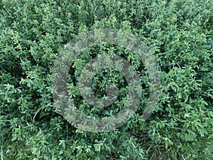 Field grass as a background. Steppe vegetation, greenery