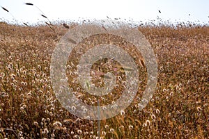 Field Grass as the sun sets in the Puglia Region of Italy