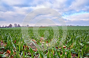 Field of grass with an avenue of trees and a dramatic sky in the background