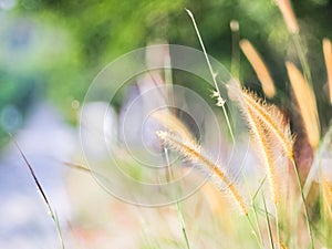 Field grass background blur.