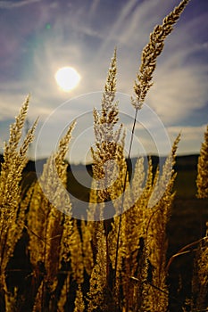 Field grass on blurred sunset background