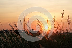 Field of grass during colorful sunset background