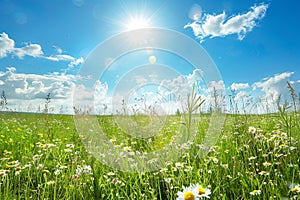 Field of Grass and Daisies Under Blue Sky