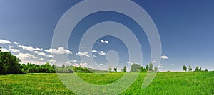 Field of grass with dandelion