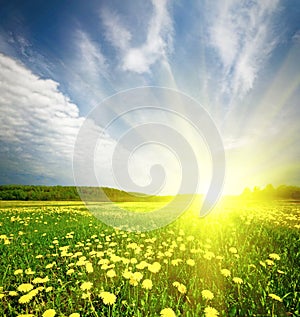 Field of grass with dandelion in sunset