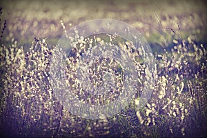 Field grass, illuminated by the rays of the setting autumn sun.