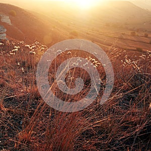 Field grass in the early morning