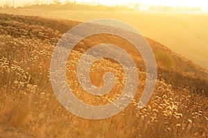 Field grass in the early morning