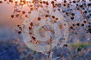 Field grass in the early morning