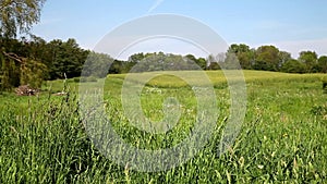 Field of Grass in Front of Forest