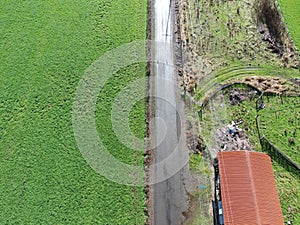 A field of grass grown for hay with a road cutting through it and a barn