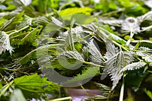 Field grass for health, non-traditional medicine by garden plants. fresh nettle