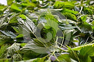 Field grass for health, non-traditional medicine by garden plants. fresh nettle