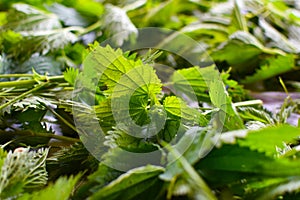 Field grass for health, non-traditional medicine by garden plants. fresh nettle