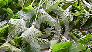 Field grass for health, non-traditional medicine by garden plants. fresh nettle