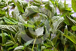 Field grass for health, non-traditional medicine by garden plants. fresh nettle