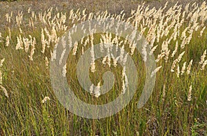 The field grass in late summer