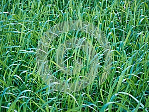 Field of grass that make a green texture