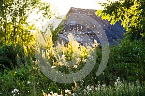 Field grass overgrown flowers summer house roof outfocus