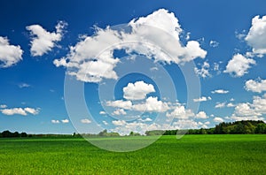 Field of grass and perfect sky