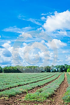 Field of grass and perfect sky